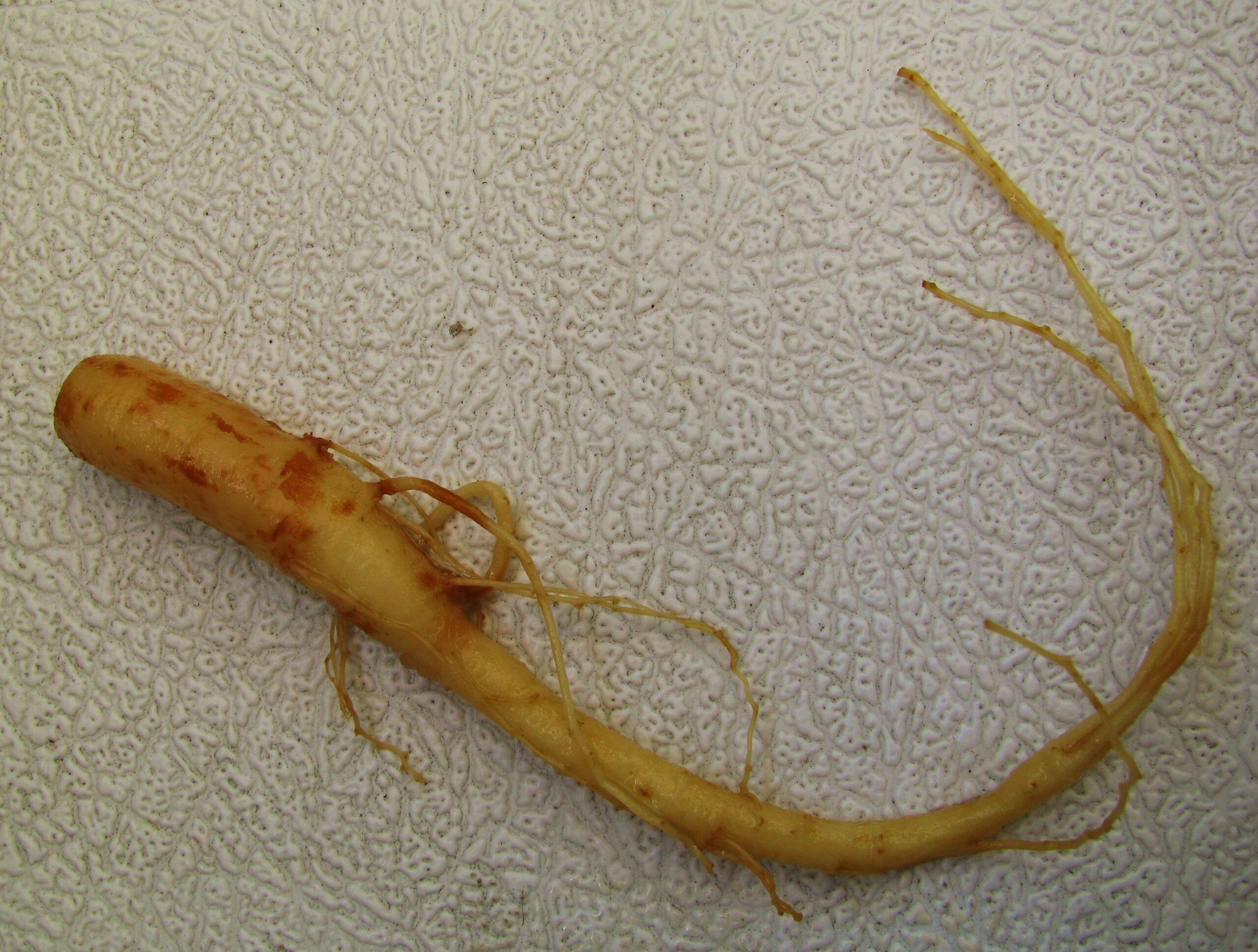 Ginseng root energy how long to work (2026 Guide) | SuppStacker