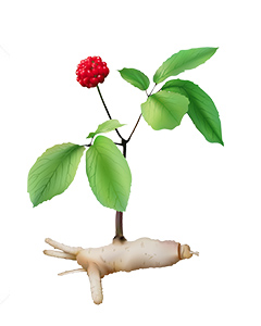 Ginseng for Focus