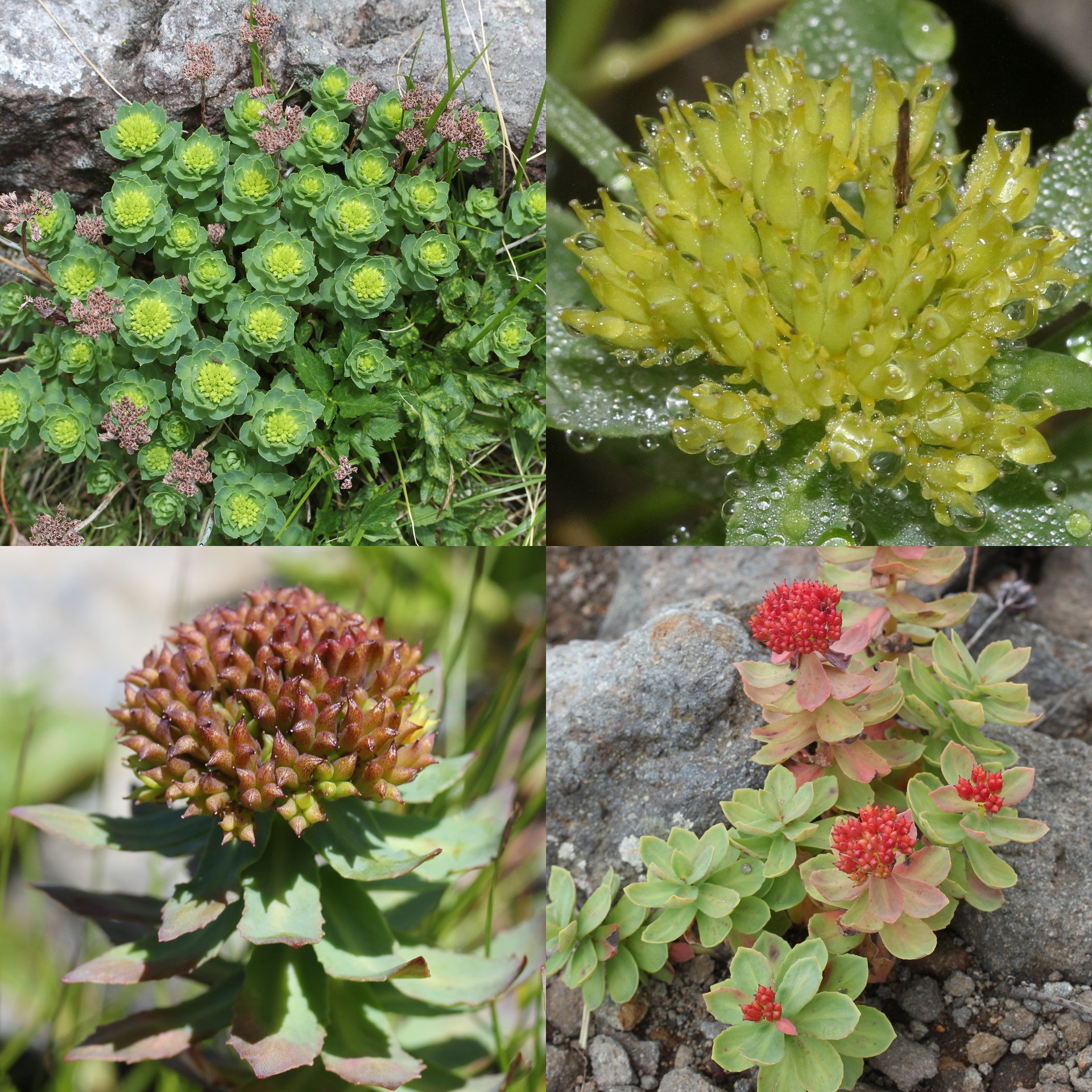 Rhodiola Rosea Anti-Fatigue