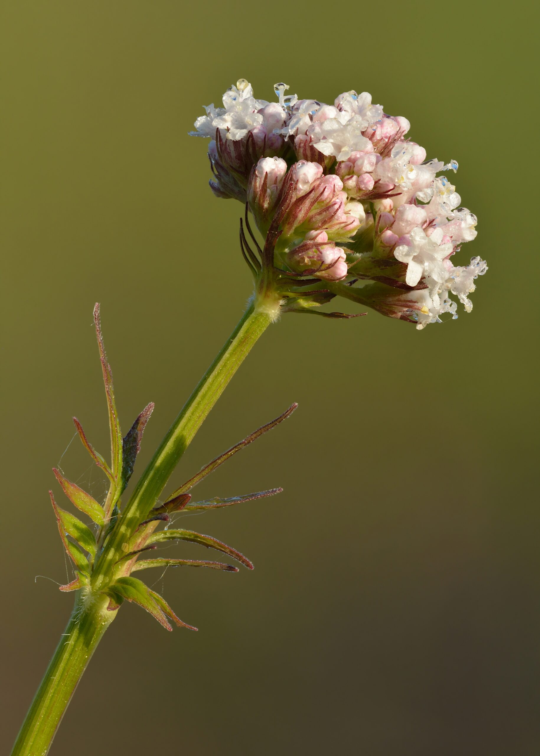 Valerian Root Sedative